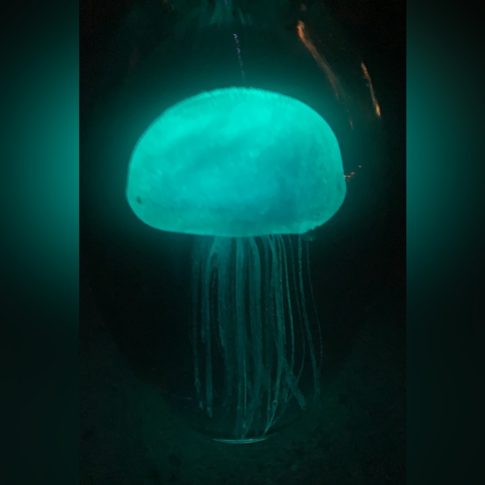 JELLYFISHIN’